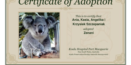 Powiększ grafikę: adopcje-koali-172803.jpg
